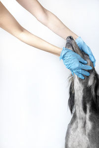 Close-up of a dog over white background