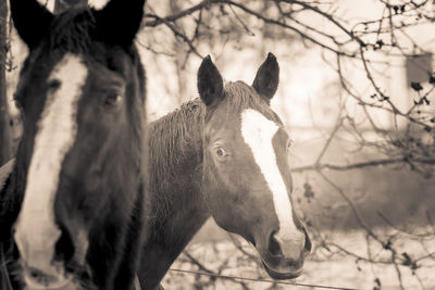 horse