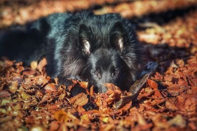 Close-up of black autumn leaves