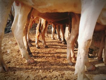 Low section of horse running