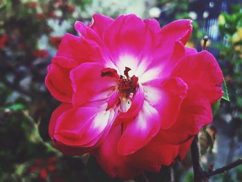 Close-up of insect on pink rose