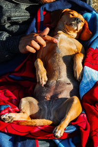 Midsection of man sleeping with dog