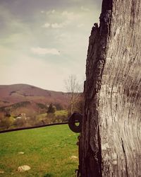 Tree trunk on field against sky