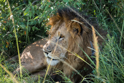 Close-up of a lion lying on grass