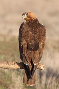 Close-up of eagle perching on a field