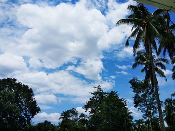 Low angle view of coconut palm trees against blue sky