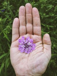 Close-up of hand holding flower