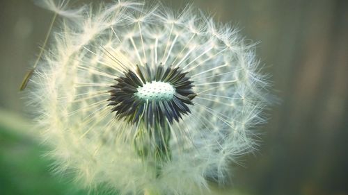 Close-up of dandelion