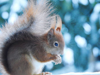 Close-up of squirrel