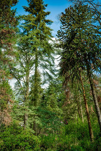 Trees in forest