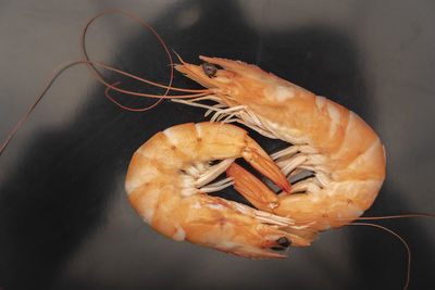shrimp