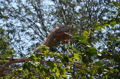 Low angle view of fruit on tree