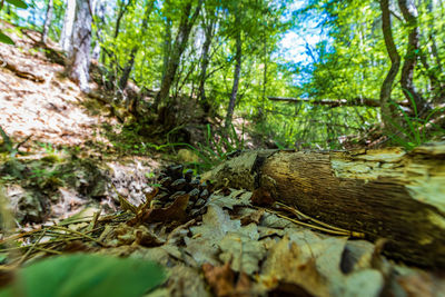 Trees growing in forest