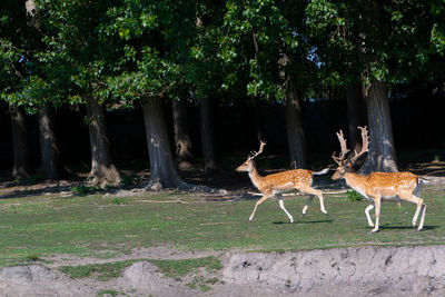 Red deer or european deer. a herd of deer and roe deer by the lake - image