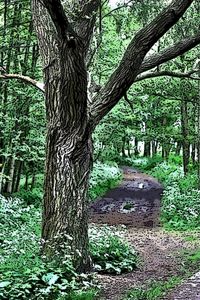 Trees in forest