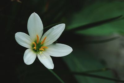 Close-up of white flowering plant