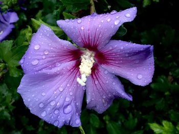 Close-up of water drops on day lily blooming outdoors