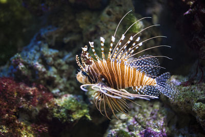 Close-up of fish swimming in sea