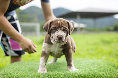 Close-up of a dog