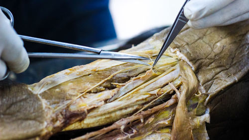 Close-up of hand holding food