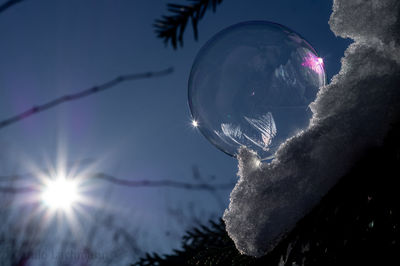 Frozen tree against sky during winter