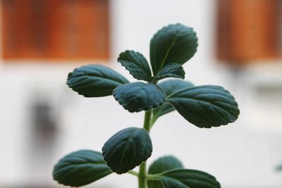 Close-up of fresh green plant