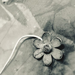 High angle view of flower on glass