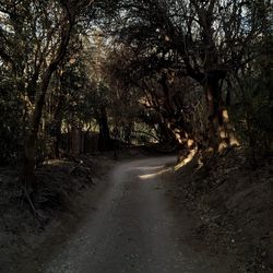 Empty road amidst trees in forest