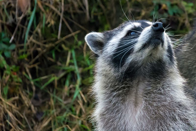 Close-up of an animal looking away on field