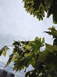 Low angle view of leaves against sky