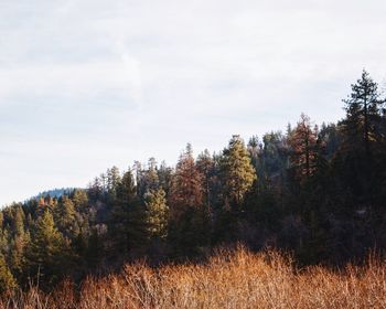 Low angle view of trees in forest against sky