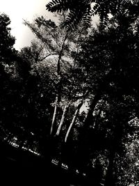 Low angle view of trees against sky