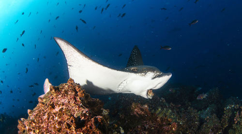 Close-up of fish swimming in sea