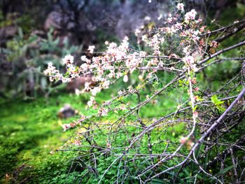 Close-up of cherry blossoms on field