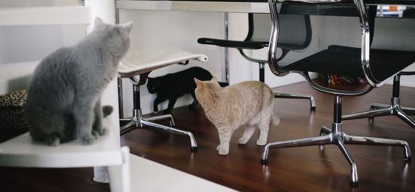 Cat standing on table at home