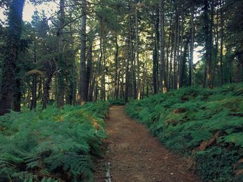 Footpath amidst trees in forest