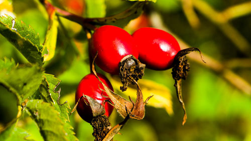 Close-up of red berries growing on tree