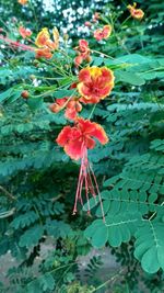 Close-up of flowers blooming outdoors