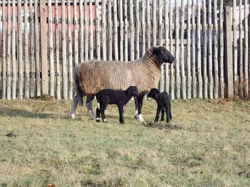 Sheeps in a field