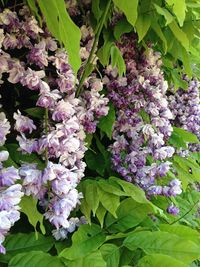 Close-up of purple flowers