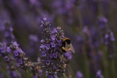 Close-up of bee pollinating on lavender