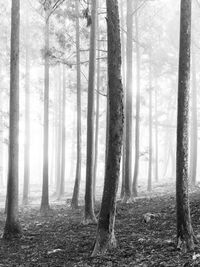 Trees in forest