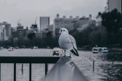 Seagull perching on wooden post