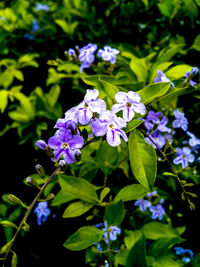 Close-up of purple flowers