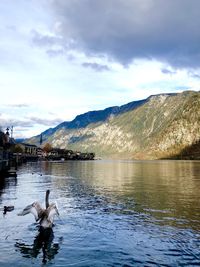 View of birds in lake against mountain range