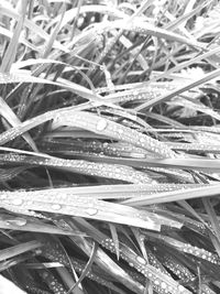 Full frame shot of plants