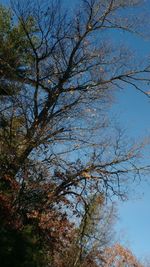 Low angle view of bare trees against sky