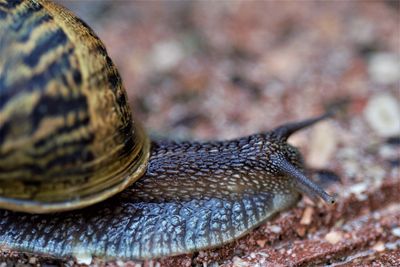 Close-up of snail