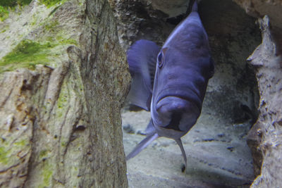 Close-up of horse on tree