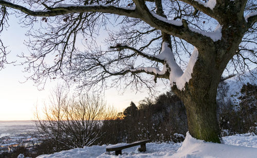 Bare tree on snow covered landscape